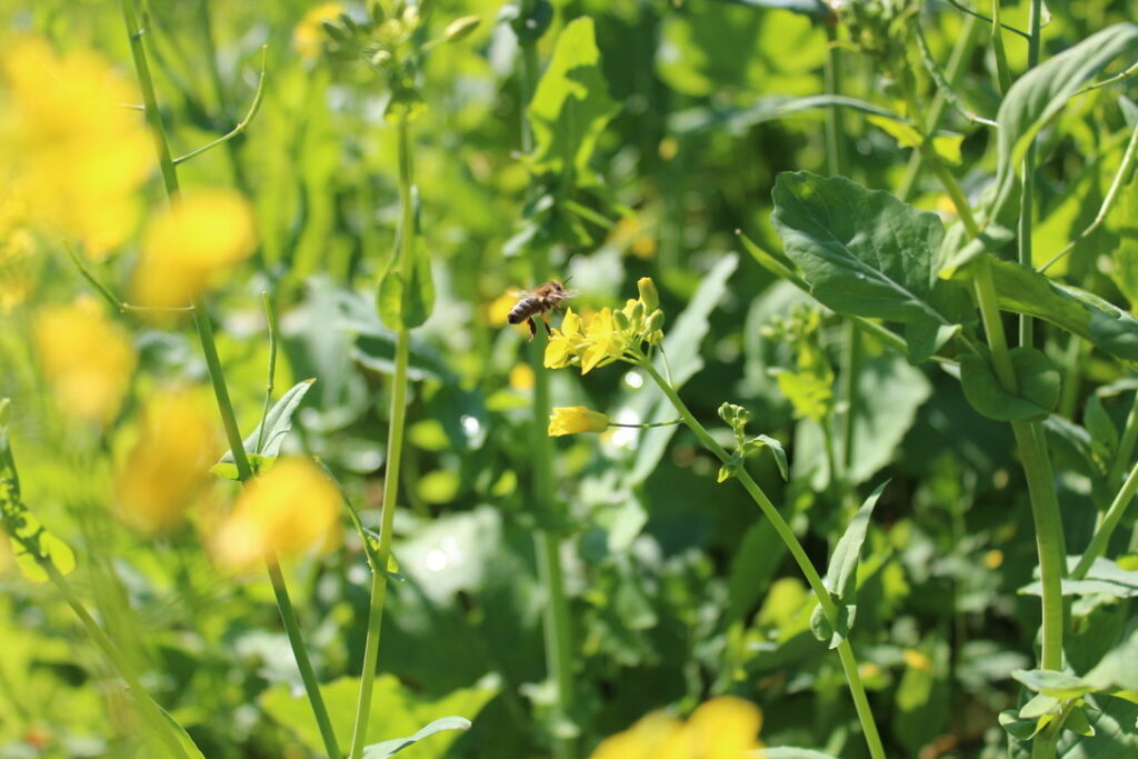 bee landing on mustard